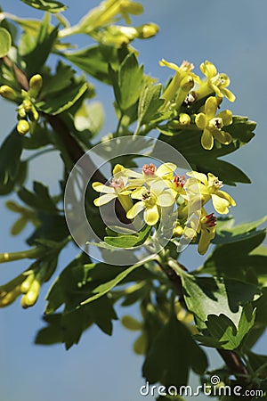 Black currant flowers Stock Photo