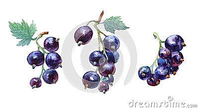 Black currant. Hand drawn watercolor painting Stock Photo