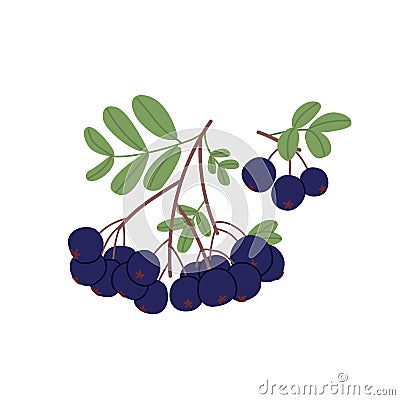 Black currant with leaf growing. Branch with fresh berry cluster and leaves. Garden blackcurrant. Colored flat vector Vector Illustration