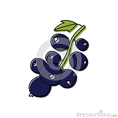 Black currant with leaves isolated. Berry sketch. Color food icon. Vector illustration Vector Illustration