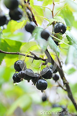 Black currant after a rain Stock Photo