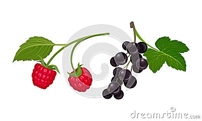 Black Currant and Raspberry Branch with Berries and Green Fibrous Leaves Vector Set Vector Illustration