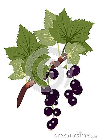 Black currants branch with leaves on transparent b Stock Photo