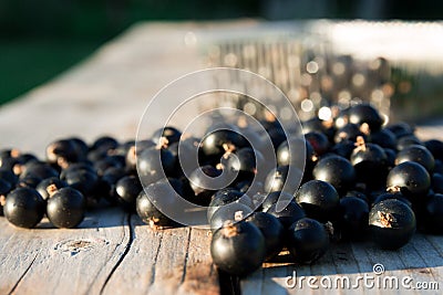 Black currents on wooden bench Stock Photo