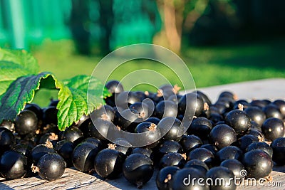 Black currents on wooden bench Stock Photo
