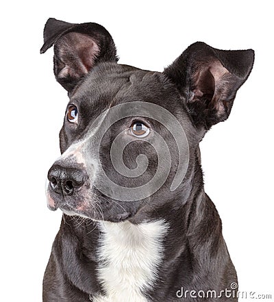 Black cute dog Stock Photo