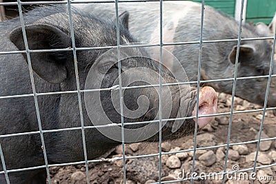 Black cute pigs with a pink snout nose behind the metal mesh fence in the country farm Stock Photo