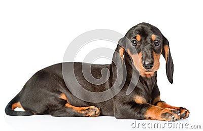 Black dachshund puppy lying in side view. isolated on white background Stock Photo