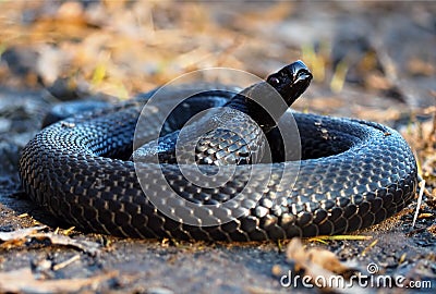 Black dangerous snake at forest curled up in a ball Stock Photo