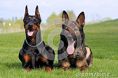 Black doberman and german sheep-dog Stock Photo