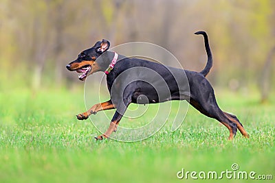 Black doberman run Stock Photo