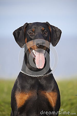 Black doberman Stock Photo