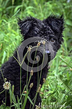 Black dog Croatian sheepdog puppy Stock Photo