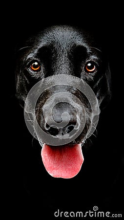 Black dog face Stock Photo