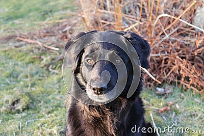 Black dog Stock Photo