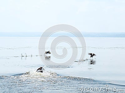 Dog hunting ducks in the river in summer day Stock Photo