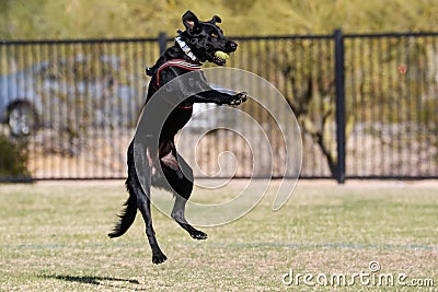 Black dog jumping in the air to catch a ball Stock Photo