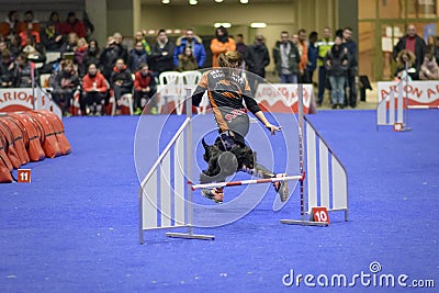Black dog jumping an obstacle in an agility contest Editorial Stock Photo