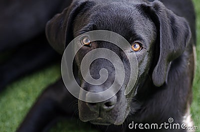 Black dog Labrador retriever closeup face and look, neutral background. beautiful fur, playful and expressive Stock Photo