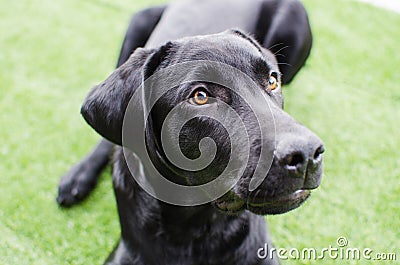 Black dog Labrador retriever closeup face playing with his toy or giving intense looks Stock Photo