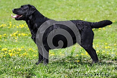 Black dog Labrador Retriever standing in the show position in th Stock Photo