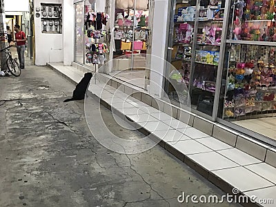 A black dog looking towards the entrance of a store Editorial Stock Photo