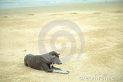 Black dog lying on the beach by the sea. Waiting for the owner to get lost alone Stock Photo