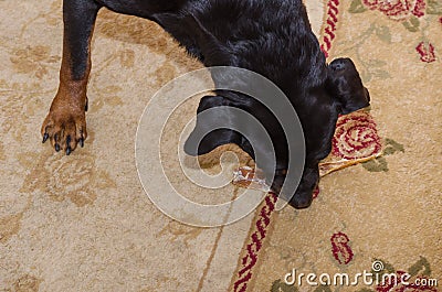 Black dog is lying on carpet and chewing treat. Rottweiler femal Stock Photo