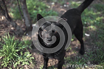 Black dog metis looking in camera Stock Photo