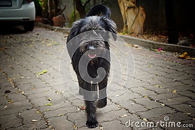 A black dog moving forward. Stock Photo