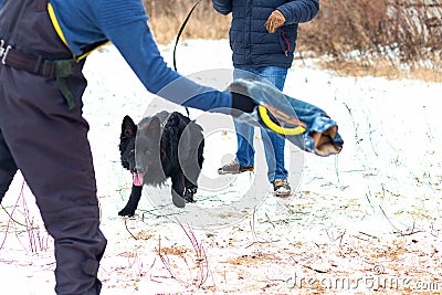 Black dog obediently performs winter training Stock Photo