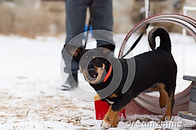 Black dog obediently performs winter training Stock Photo