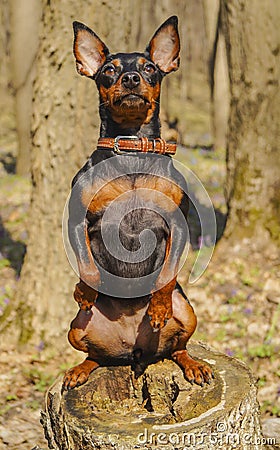 Black dog obediently sitting on a stump Stock Photo