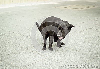 Black dog peeing on pavement Stock Photo