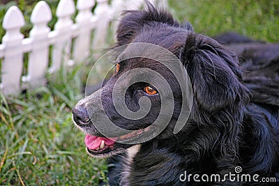 Black dog pooch Stock Photo