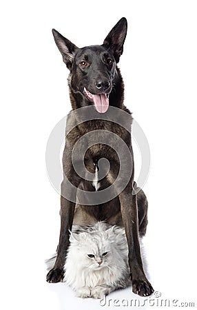 Black dog protects a cat. Stock Photo