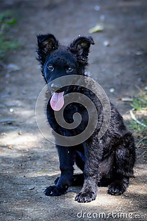 Black dog puppy Croatian shepherd dog Stock Photo