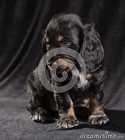 .black dog puppy Russian Spaniel on black background Stock Photo