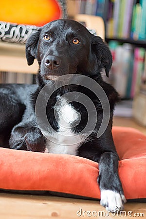 Black dog is relaxing: Labrador hybrid is lying on the wooden floor and relaxing Stock Photo