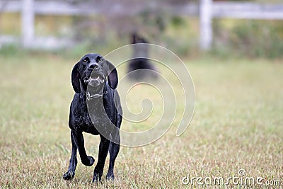 German Shorthair Pointer dog running Stock Photo