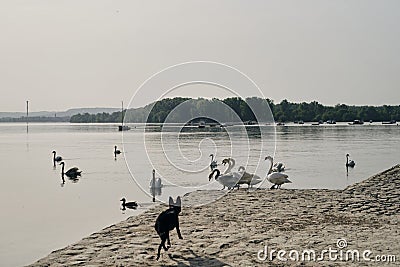 A black dog runs along the river and scares the swans. The hunting instinct of a domestic dog. Belgrade, Serbia, Zemun Stock Photo