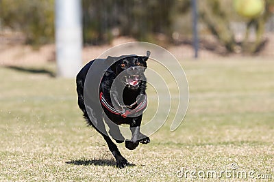 Black dog smiling running at the camera Stock Photo