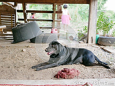 Black dog staying under a raised basement of an old Thai-style wooden house in a rural area Stock Photo