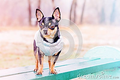 Black dog in a vest on a bench. Portrait of a pet chihuahua. Animal, dog Stock Photo