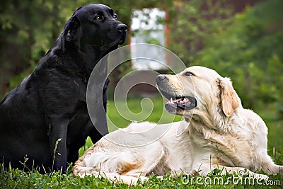 Black dog and white dog, on green grass Stock Photo