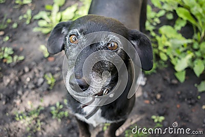 Dog with cute eyes looks at a man. Stock Photo