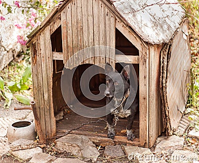 Black dog in wooden house Stock Photo