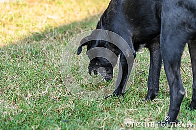 Black domestic dog are vomit mucus Stock Photo