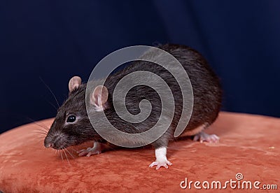 Black domestic rat Stock Photo