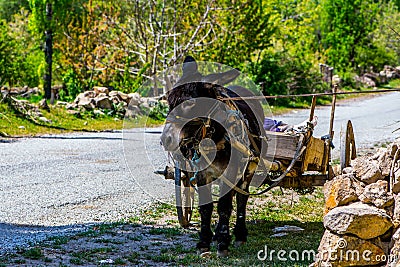 The black donkey with the wooden trailer Stock Photo